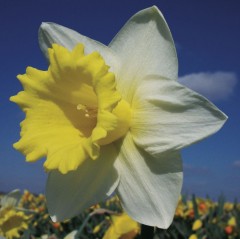 Narcissus (Daffodil) 'Georgie Boy'. Loose, Per 10 Bulbs.